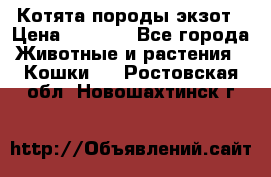 Котята породы экзот › Цена ­ 7 000 - Все города Животные и растения » Кошки   . Ростовская обл.,Новошахтинск г.